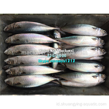 Bahan Baku Bahan Beku Pacific Mackerel 300-500g